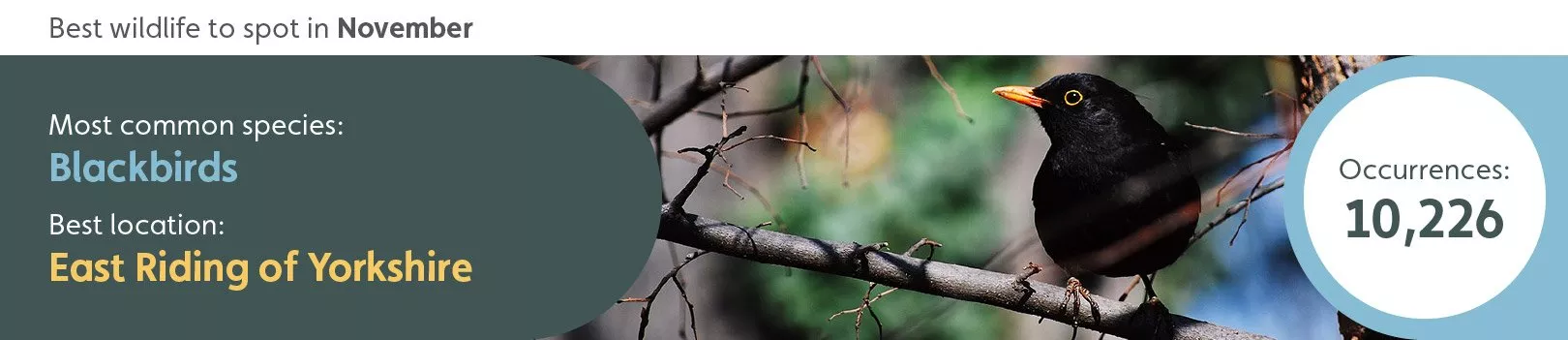 Best wildlife to spot in November