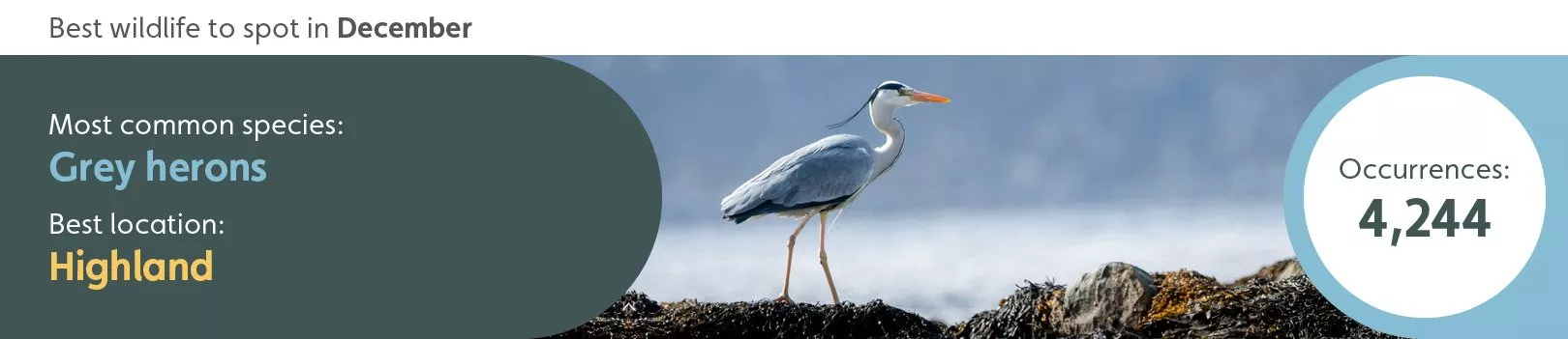 Best wildlife to spot in December