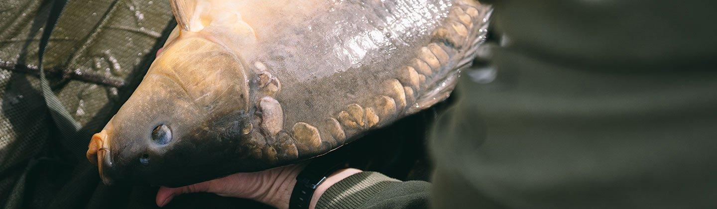 A person carrying a fish safely into a net style=