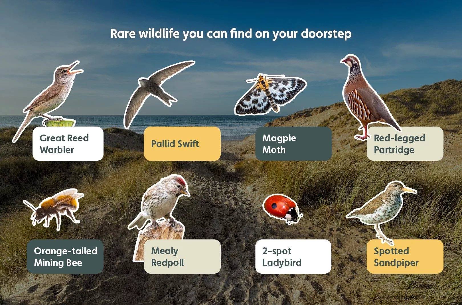 Rare wildlife you can spot on your doorstep