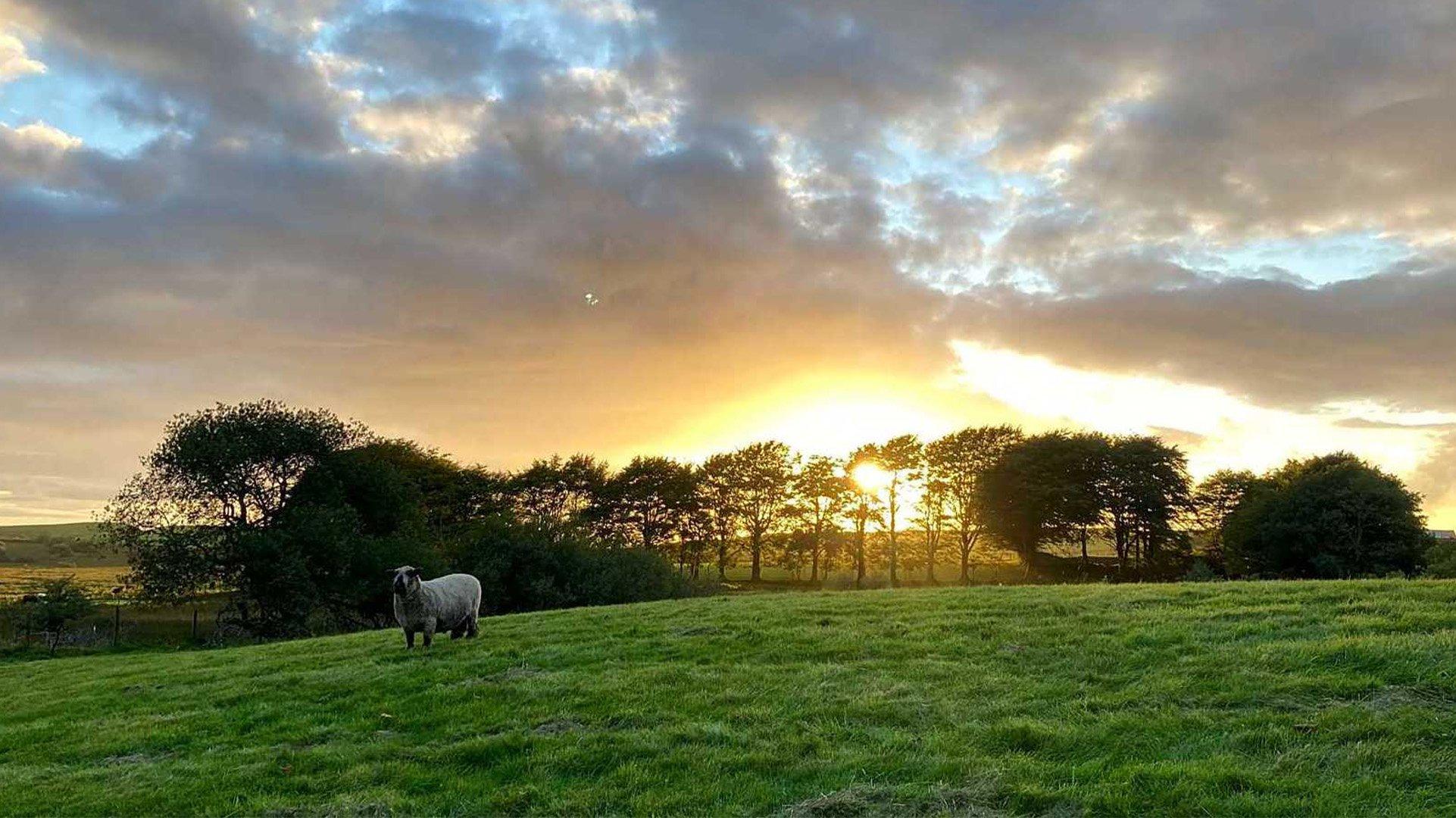 a tent pitched at Ffynnonwen Farm Wild Camping in Carmarthenshire