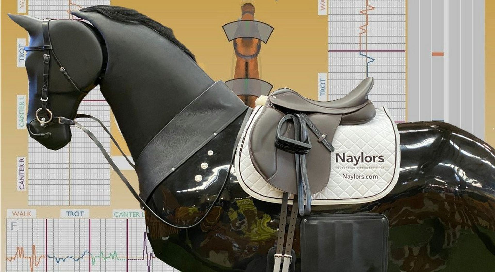 Reading Your Results – Naylors Horse Riding Simulator