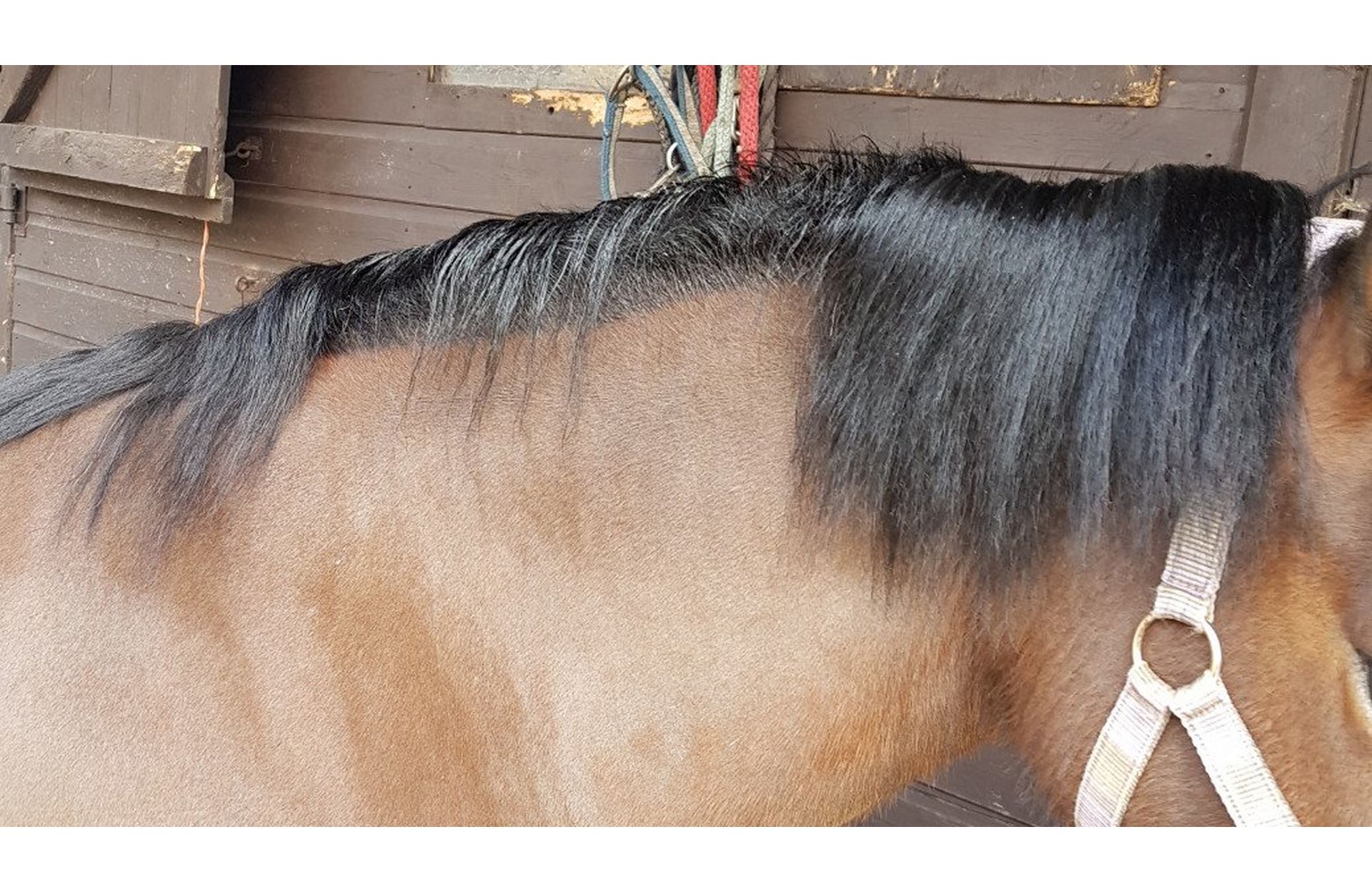 9 Steps To Growing Your Horse's Mane Back After Winter