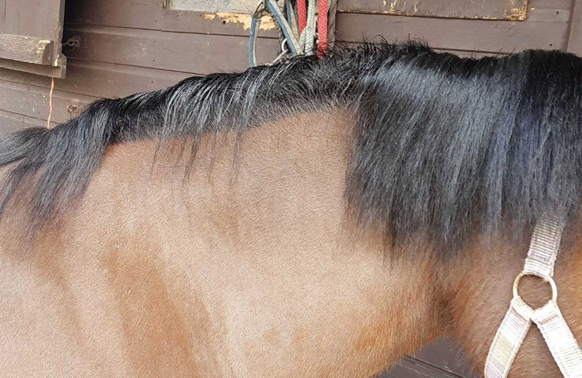 9 Steps To Growing Your Horse's Mane Back After Winter