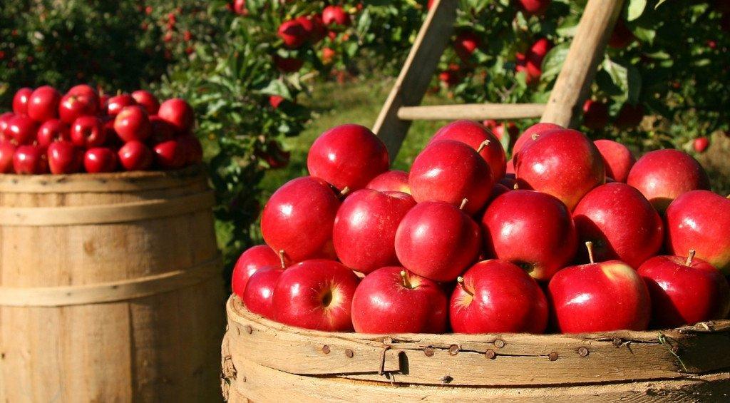 Fruits and Vegetables Safe For Horses Naylors Blog Naylors