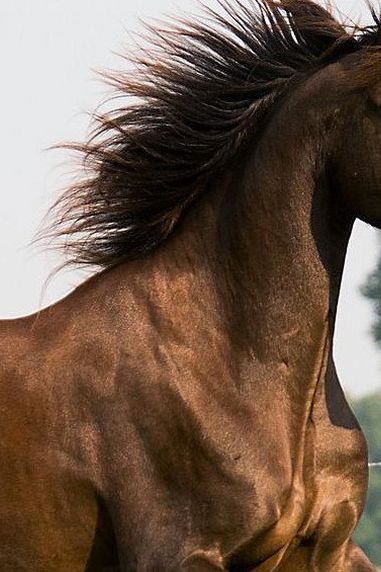 Horse Breeds and Types - Finding The Right Horse For You