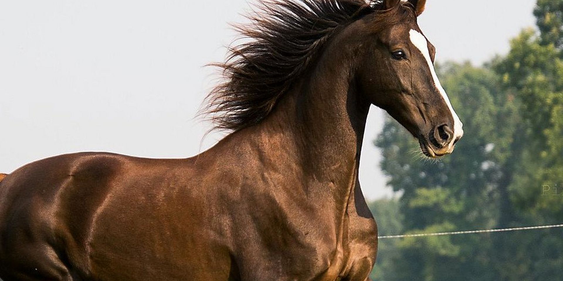  Horse Breeds and Types - Finding The Right Horse