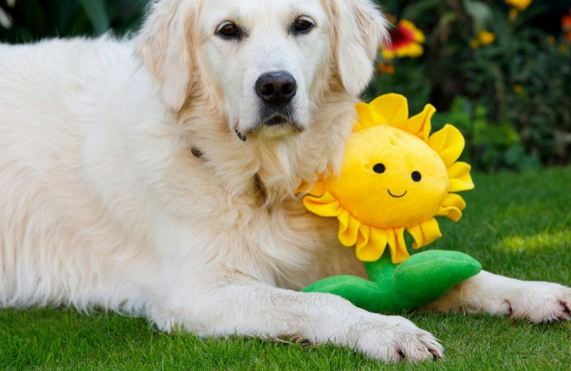 Beat The Heat – Keeping Your Dog Comfortable