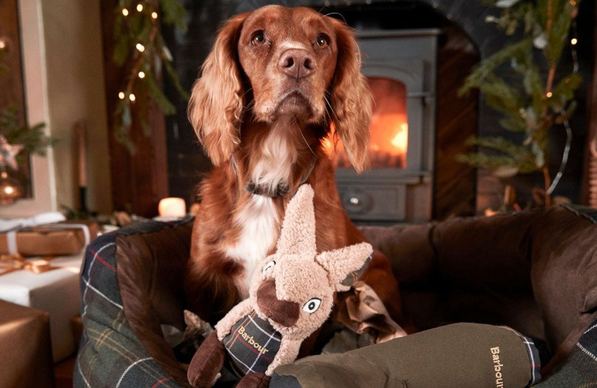 Gifts For Dogs – Christmas, Covered!