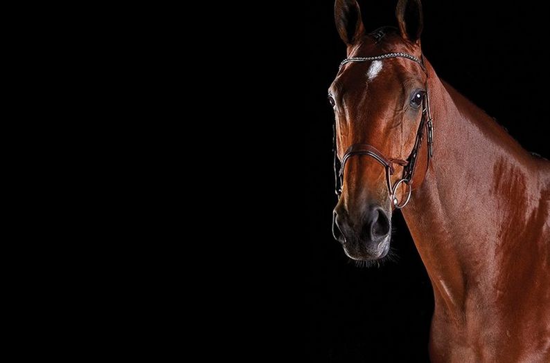 Learn All About The Collegiate ComFiTec Bridles
