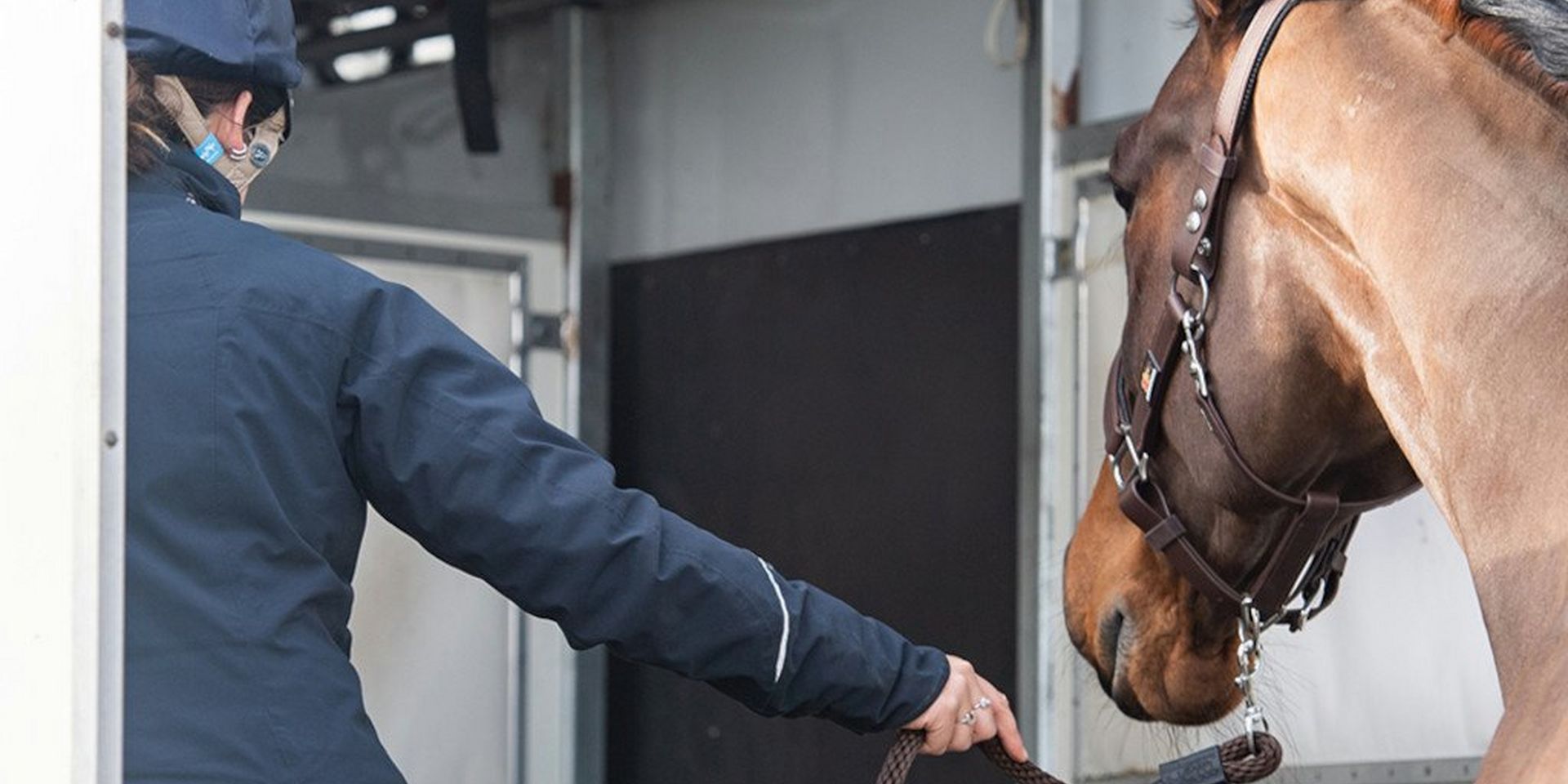 Equilibrium Stellar Headcollar and Leadrope