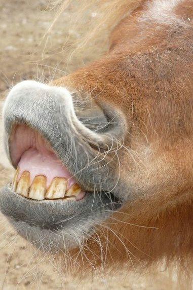 Equine Dentist – Does Your Horse Need A Checkup?