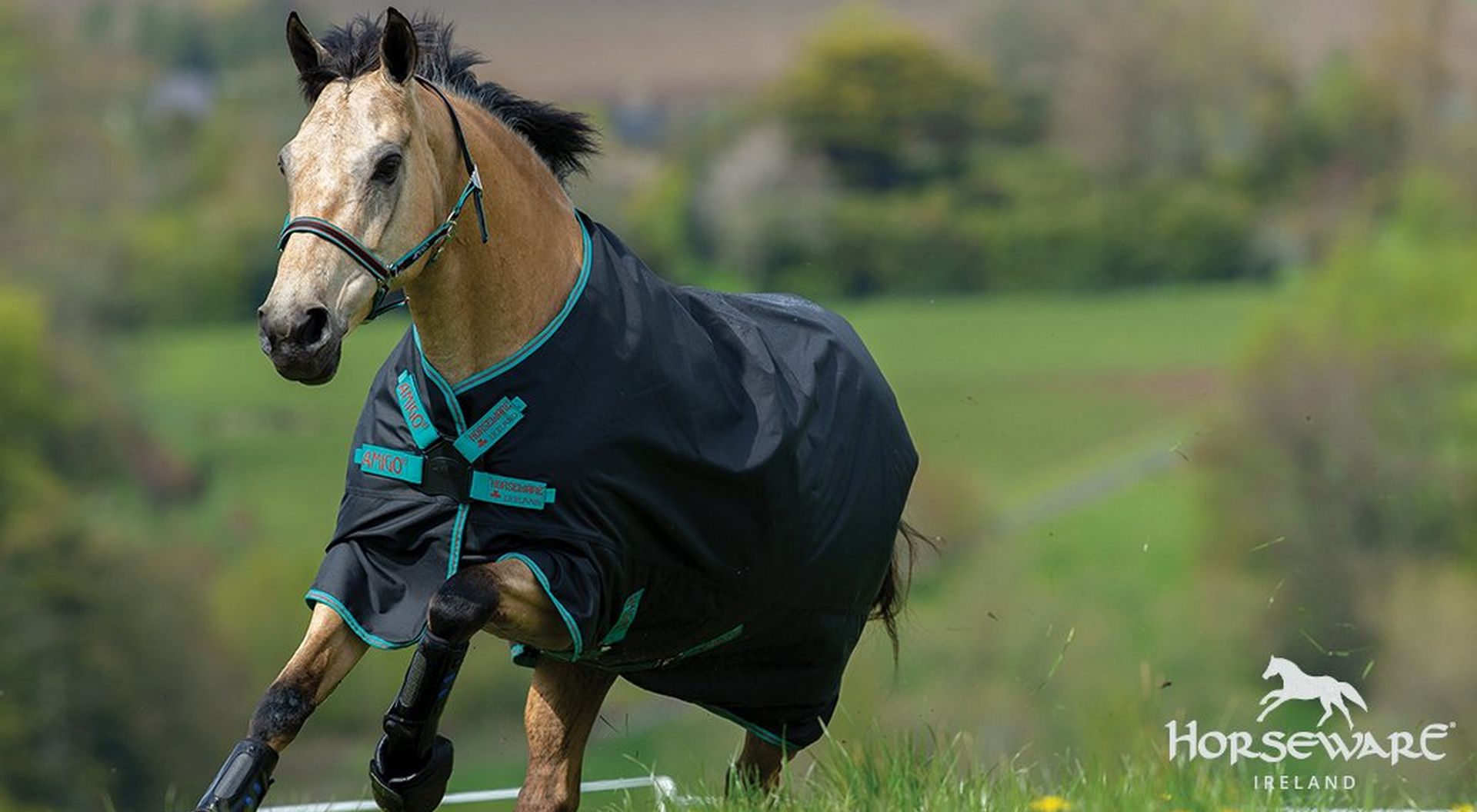 Everything You Need To Know About Horseware Rugs