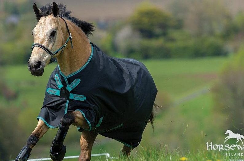 Everything You Need To Know About Horseware Rugs