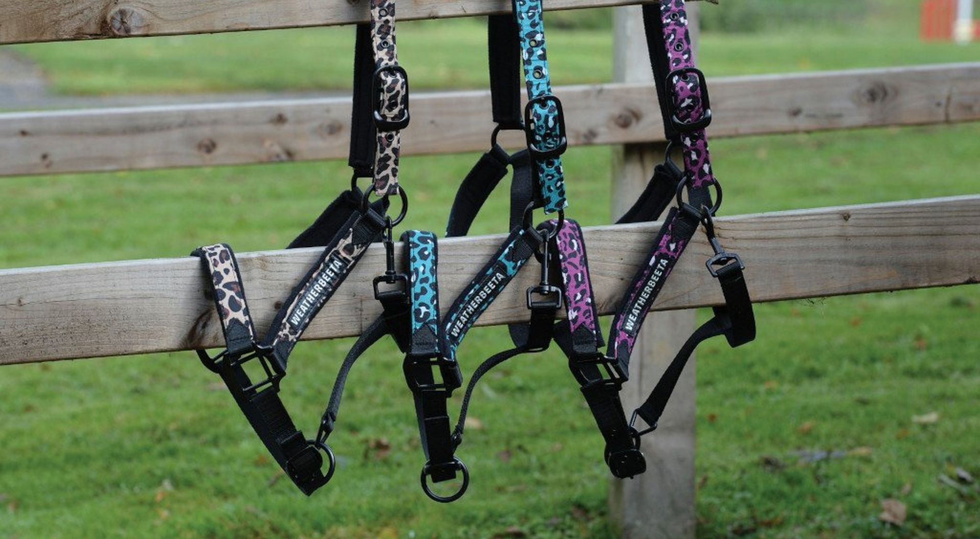 Finding The Right Headcollar – Our Guide
