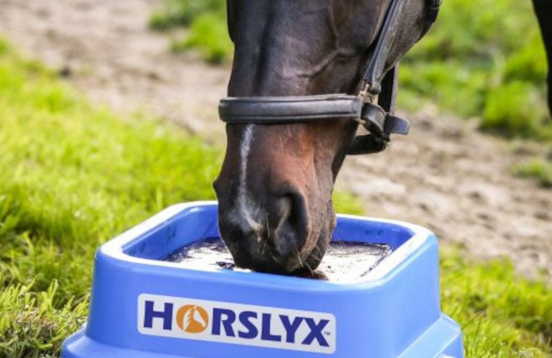 Healthy Horses Have Horslyx – Find Out Why