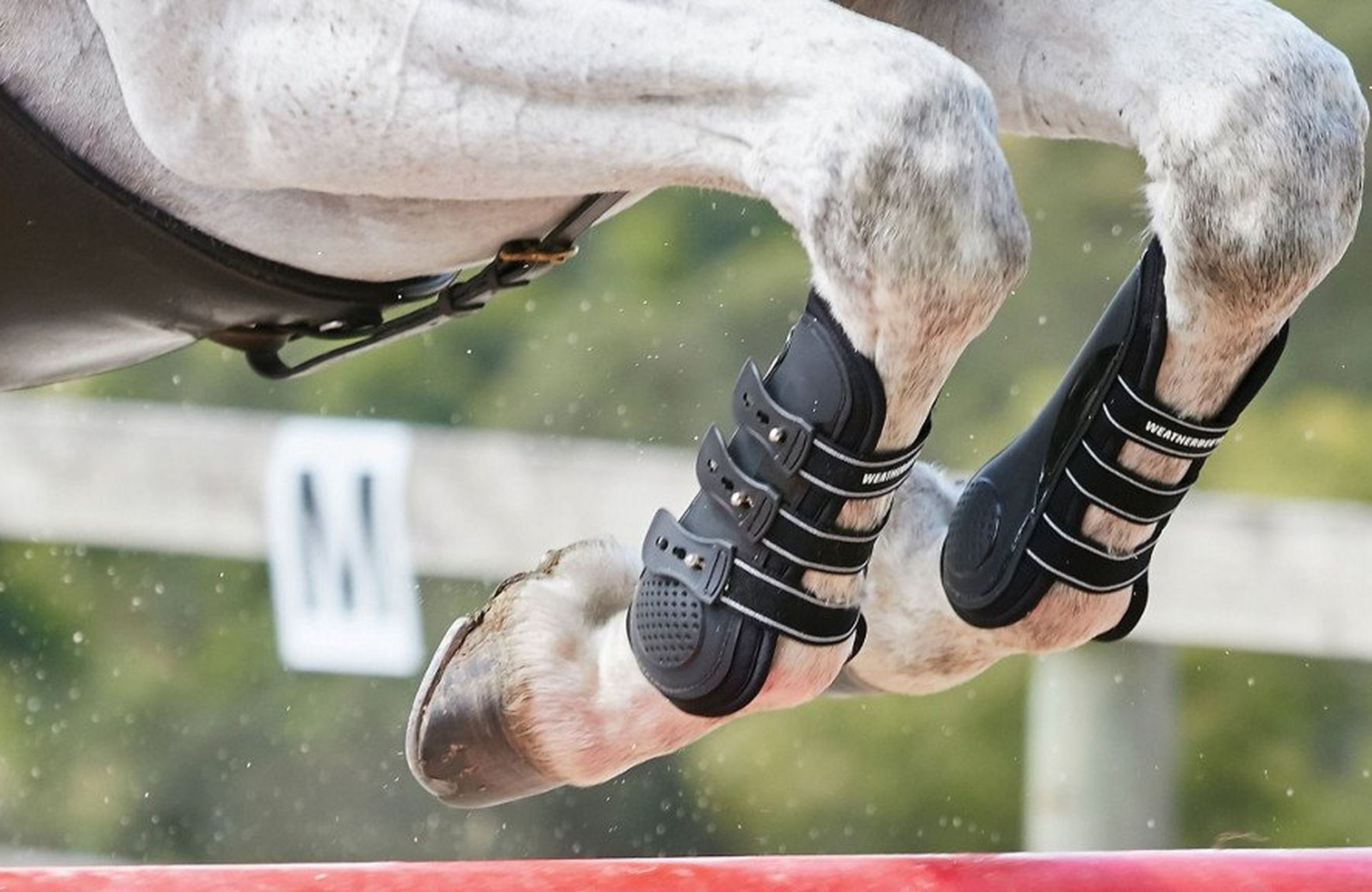 Horse Boots 101 | Which Boots Are Best For Your Horse?