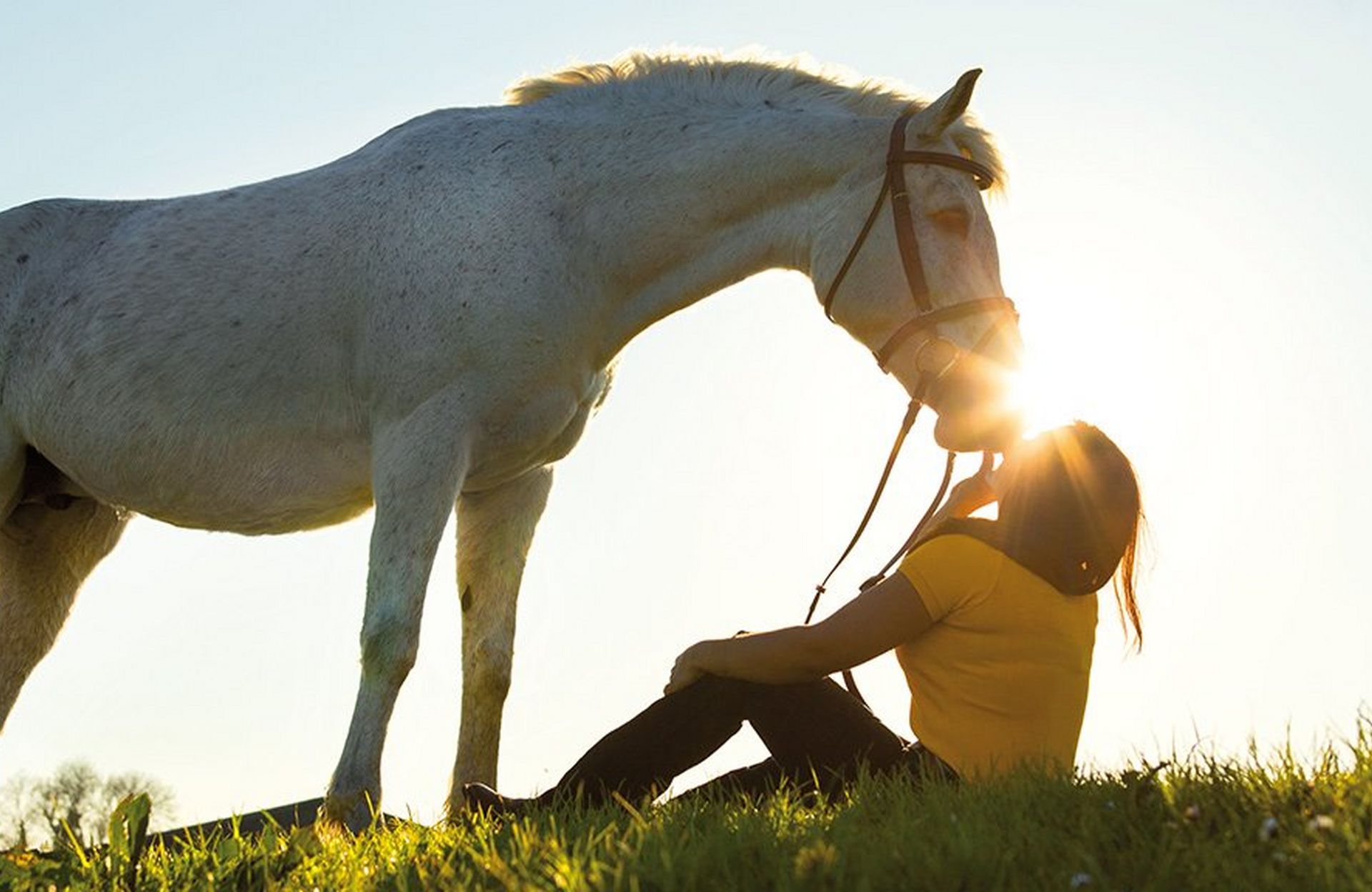 Beat The Heat – Top Tips For Keeping Your Horse Cool This Summer