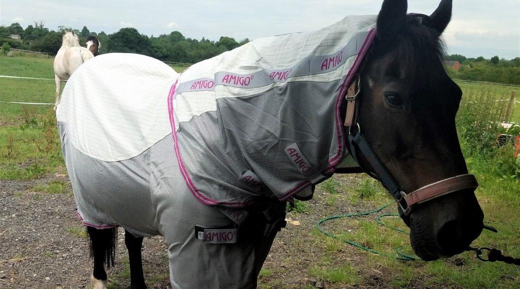 Horseware Amigo Aussie Airflow Tried & Tested Review Naylors Blog