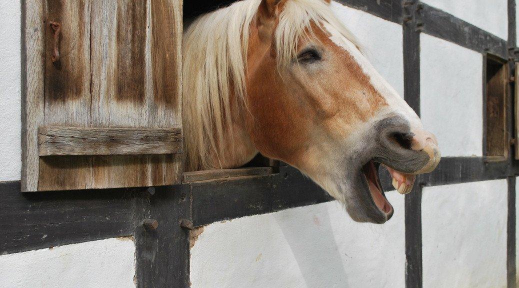 Is My Horse Bored? Beating the Stable Boredom Naylors Blog Naylors