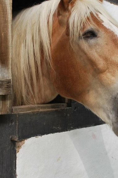 Is My Horse Bored? Beating the Stable Boredom