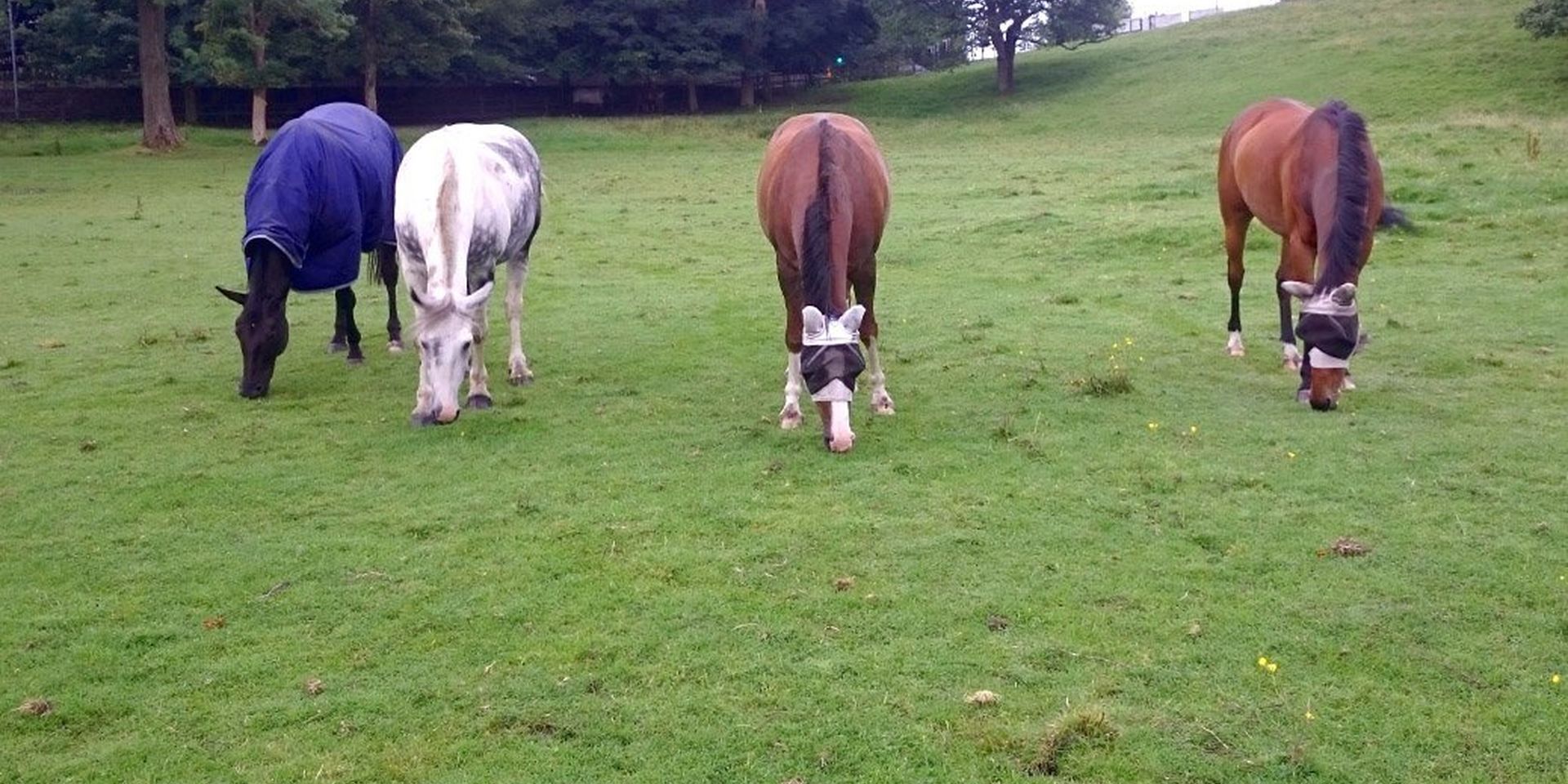 Laminitis: Understanding the Condition Part 1