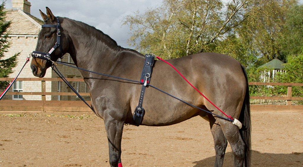 Lunging Systems The Truth About Training Aids Naylors Blog Naylors