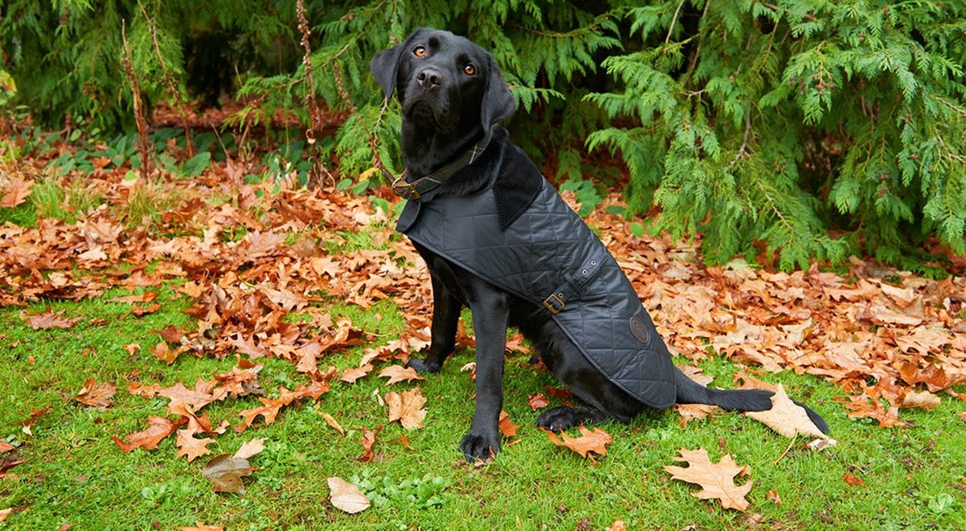 Measure Your Dog For A Dog Coat