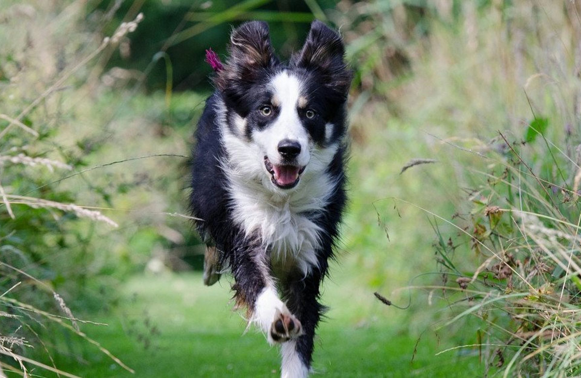 Natural VetCare - Supplements For Dogs