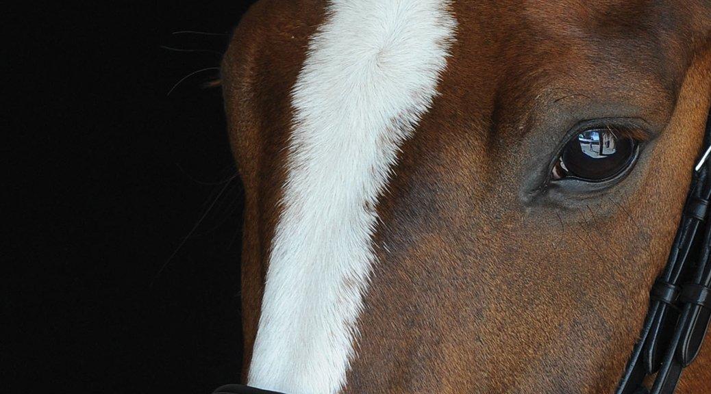 Our Guide To Horse Calmers & Firework Season Naylors Blog Naylors