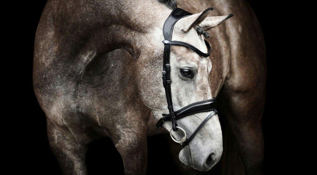 Anatomical Flying Change Bridle