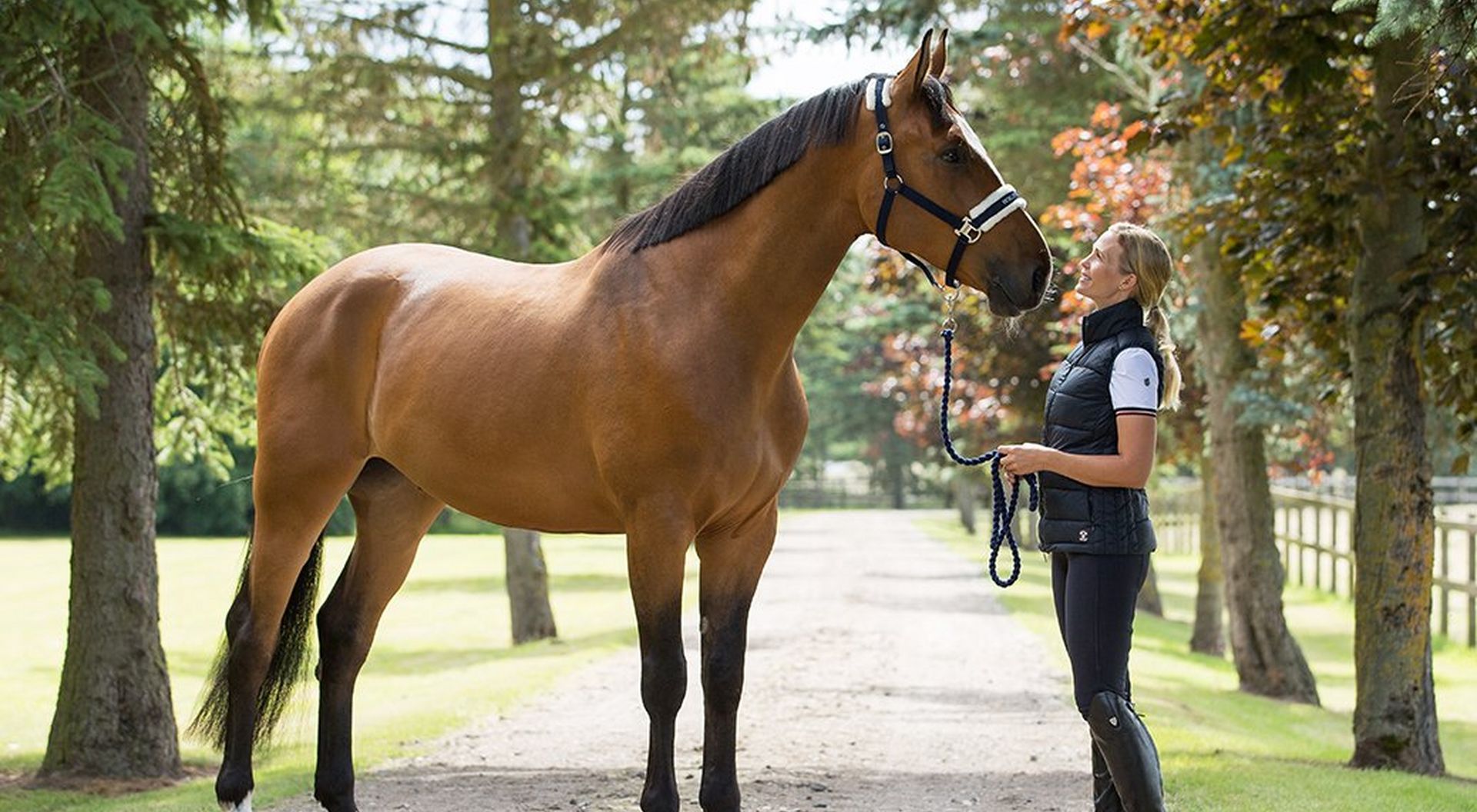 Questions To Ask When Buying A Horse