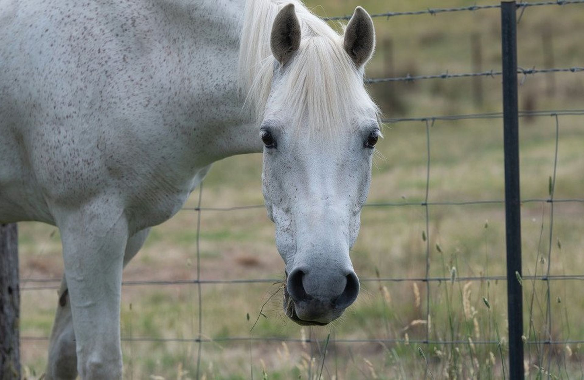 Sheath Cleaning - Horse Health & Grooming