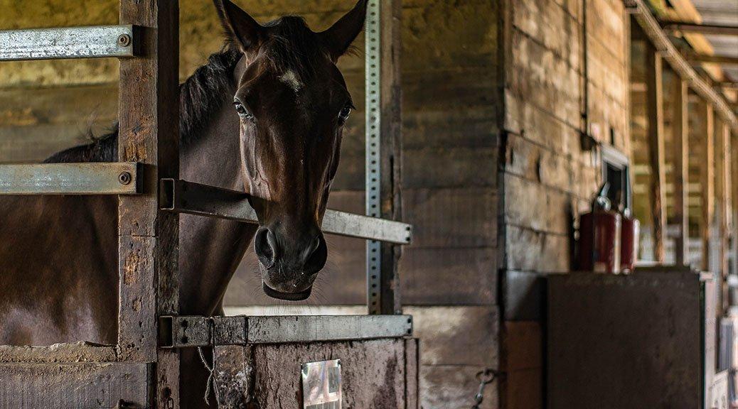 Shires Stable and Yard Supplies Naylors Blog Naylors