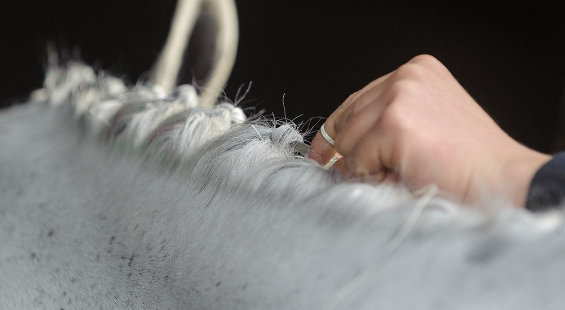 Show Ring Skills – The Perfect Plaits
