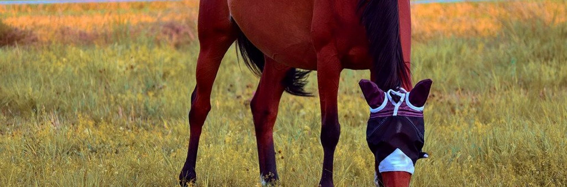 Spring Horse Essentials You Need Right Now!