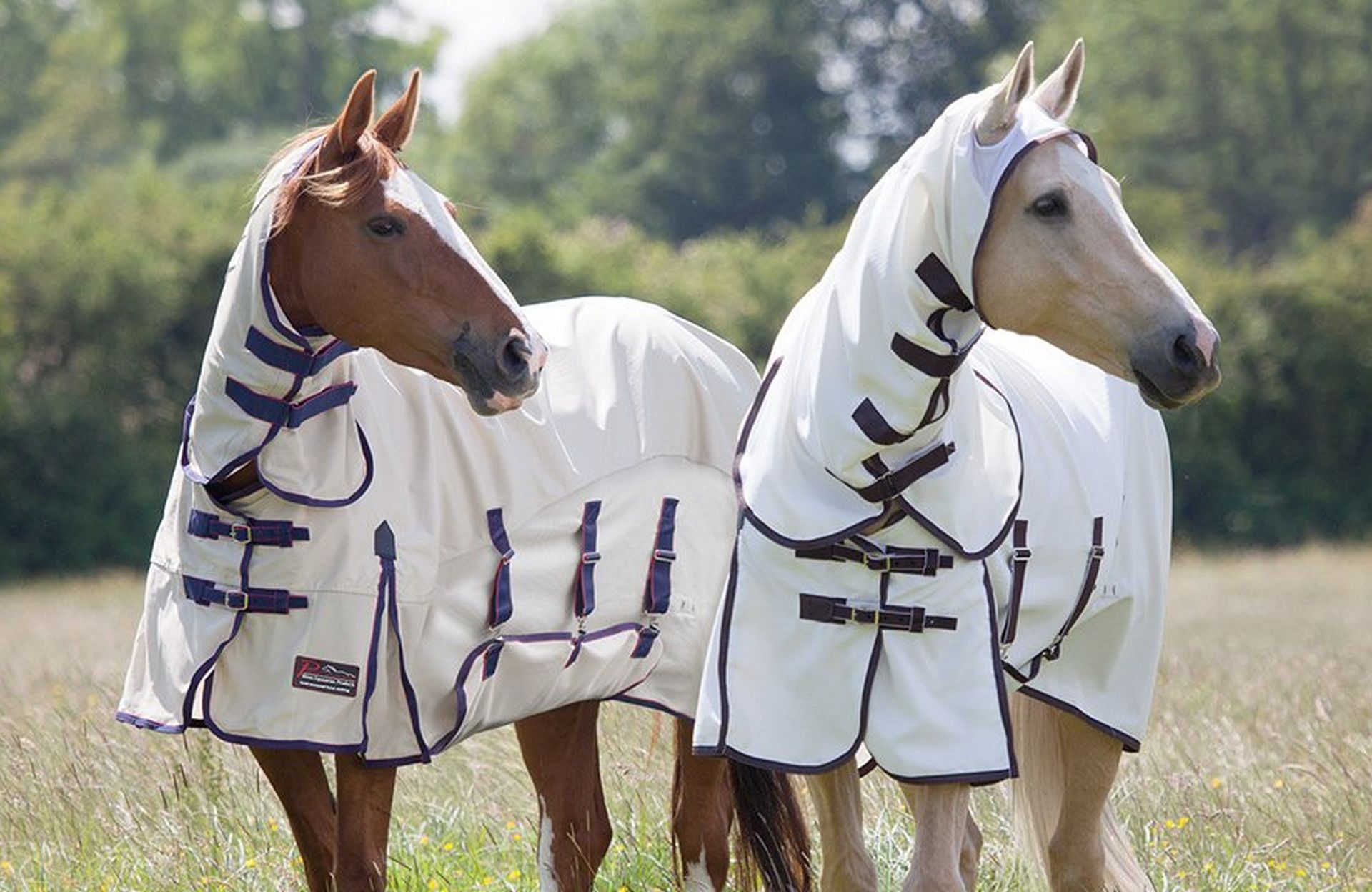 Summer fly protection for horses