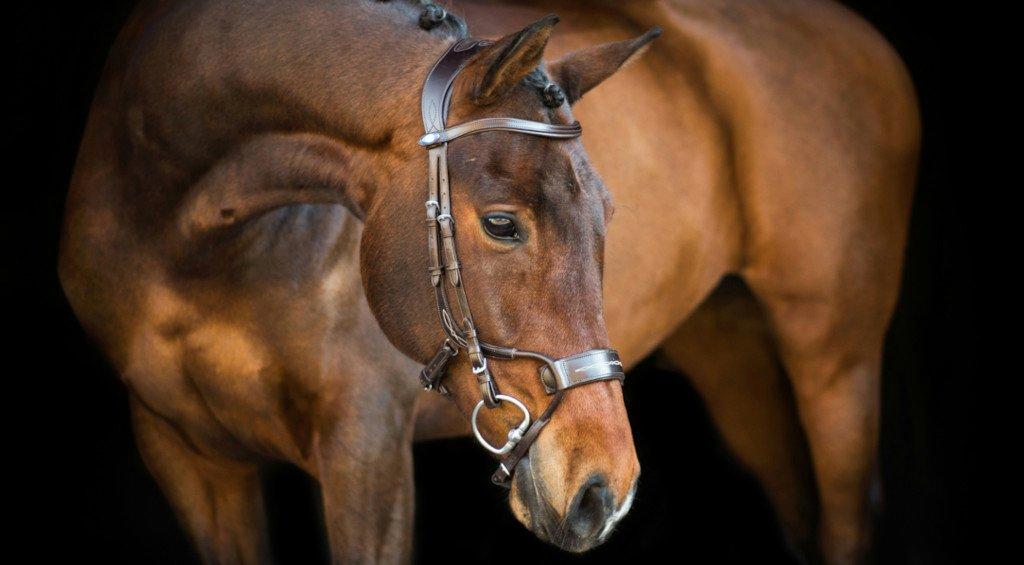 Top Tack! 5 Anatomical Bridles We Love | Naylors Blog | Naylors