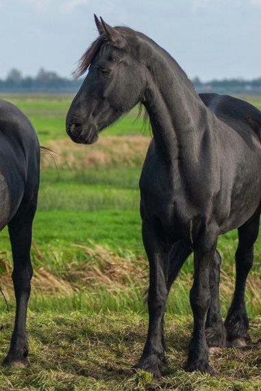 Track Grazing For Horses - Our Guide