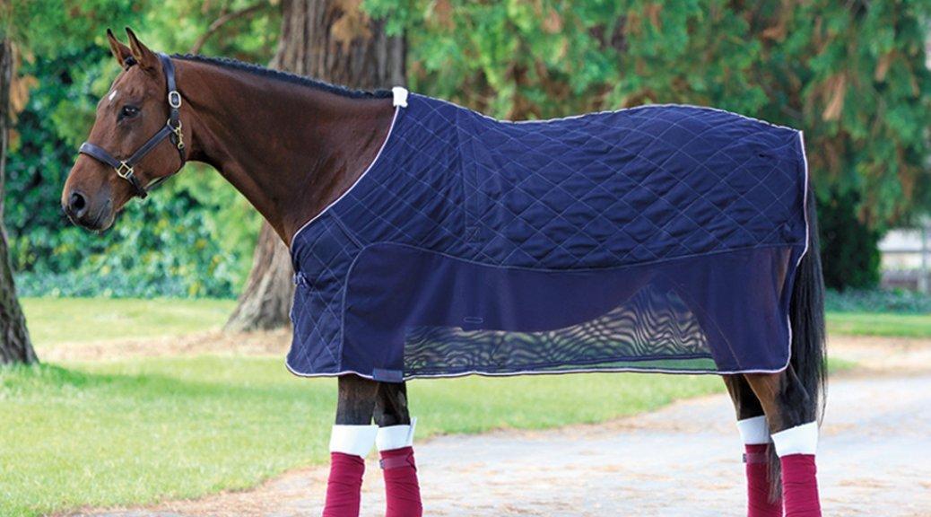 Horse Transportation Our guide to travelling your horse safely