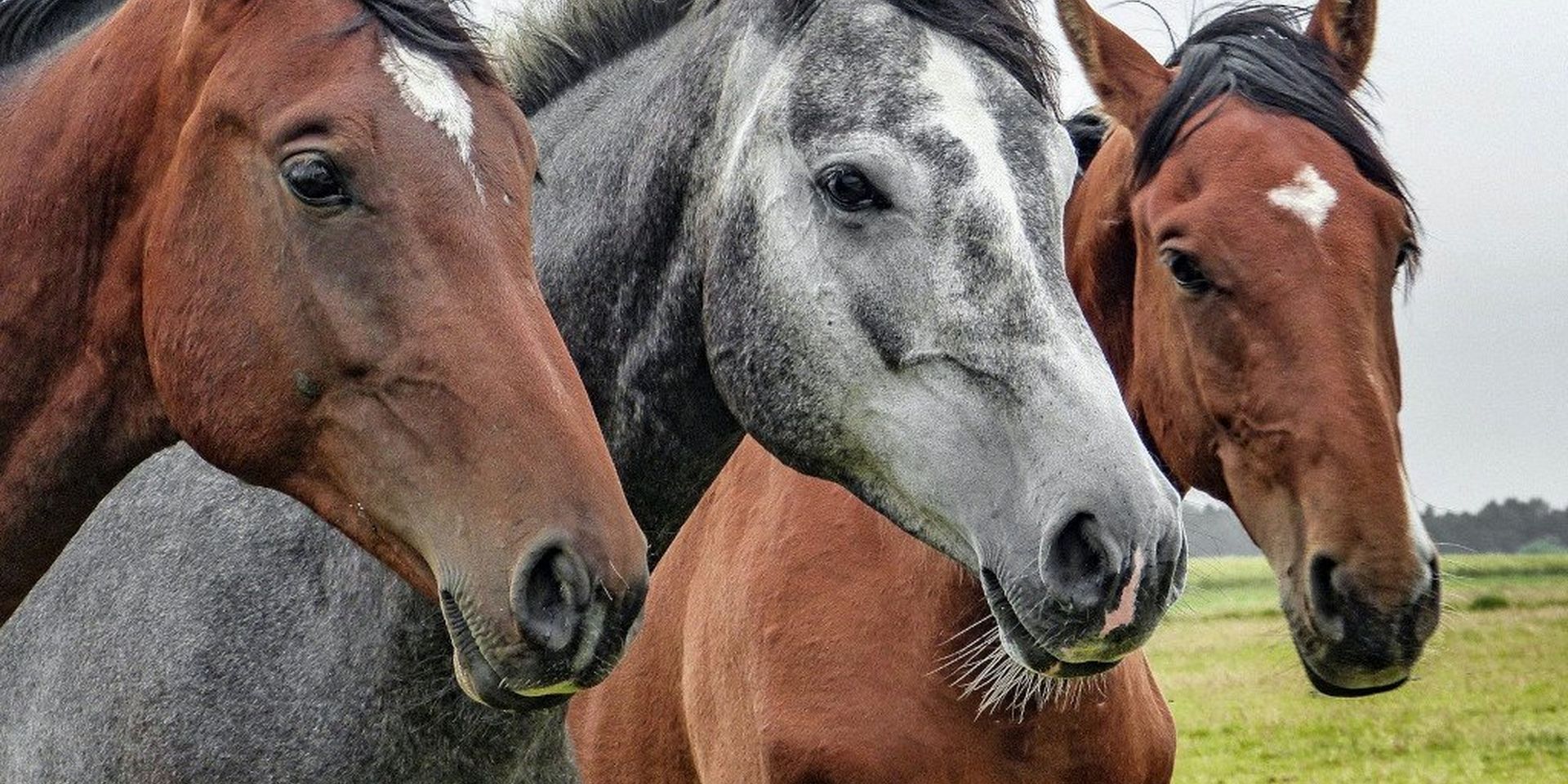 Our Guide To Preventing Tetanus & Flu In Horses