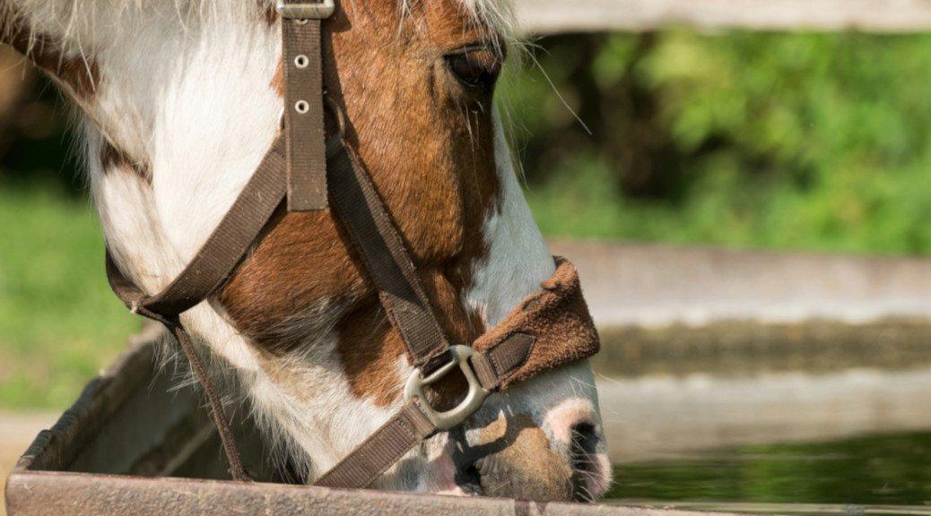 Water Woes Encouraging Your Horse To Drink Naylors Blog Naylors