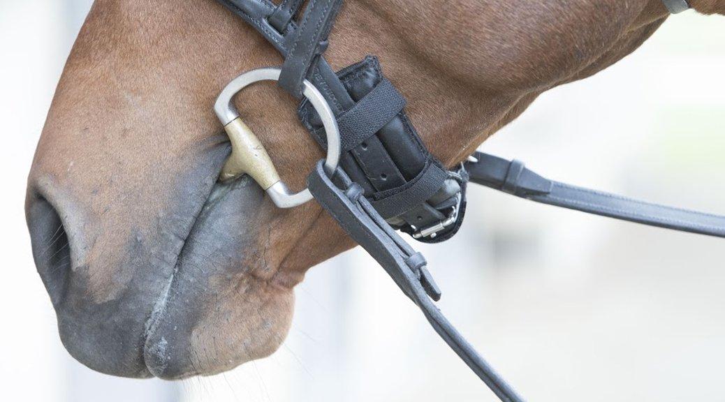 Which Bit For My Horse? Naylors Guide Naylors Blog Naylors