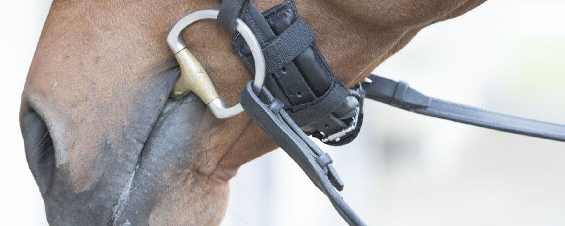 Eggbutt Snaffle Bit: Discover the Perfect Bit for your Horse