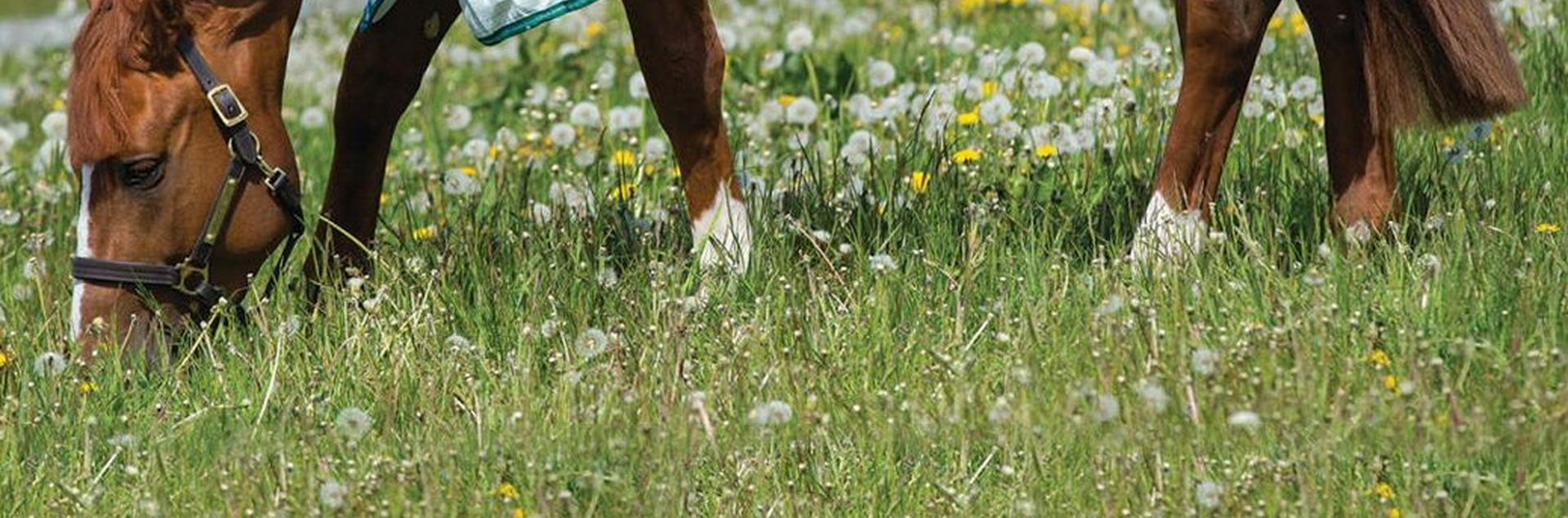Horse Worming – How To Guide