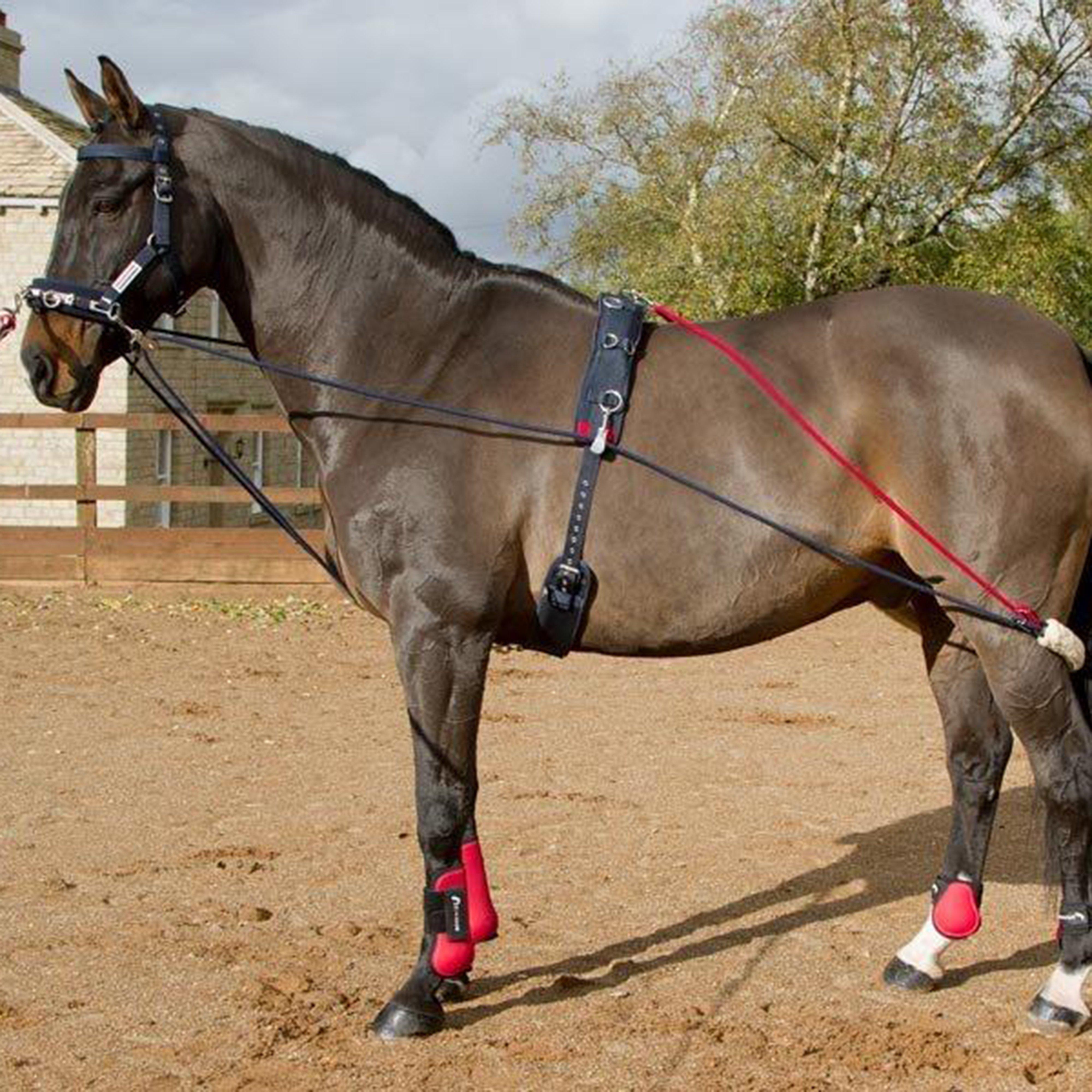 Image of Whitaker Training System, Brown