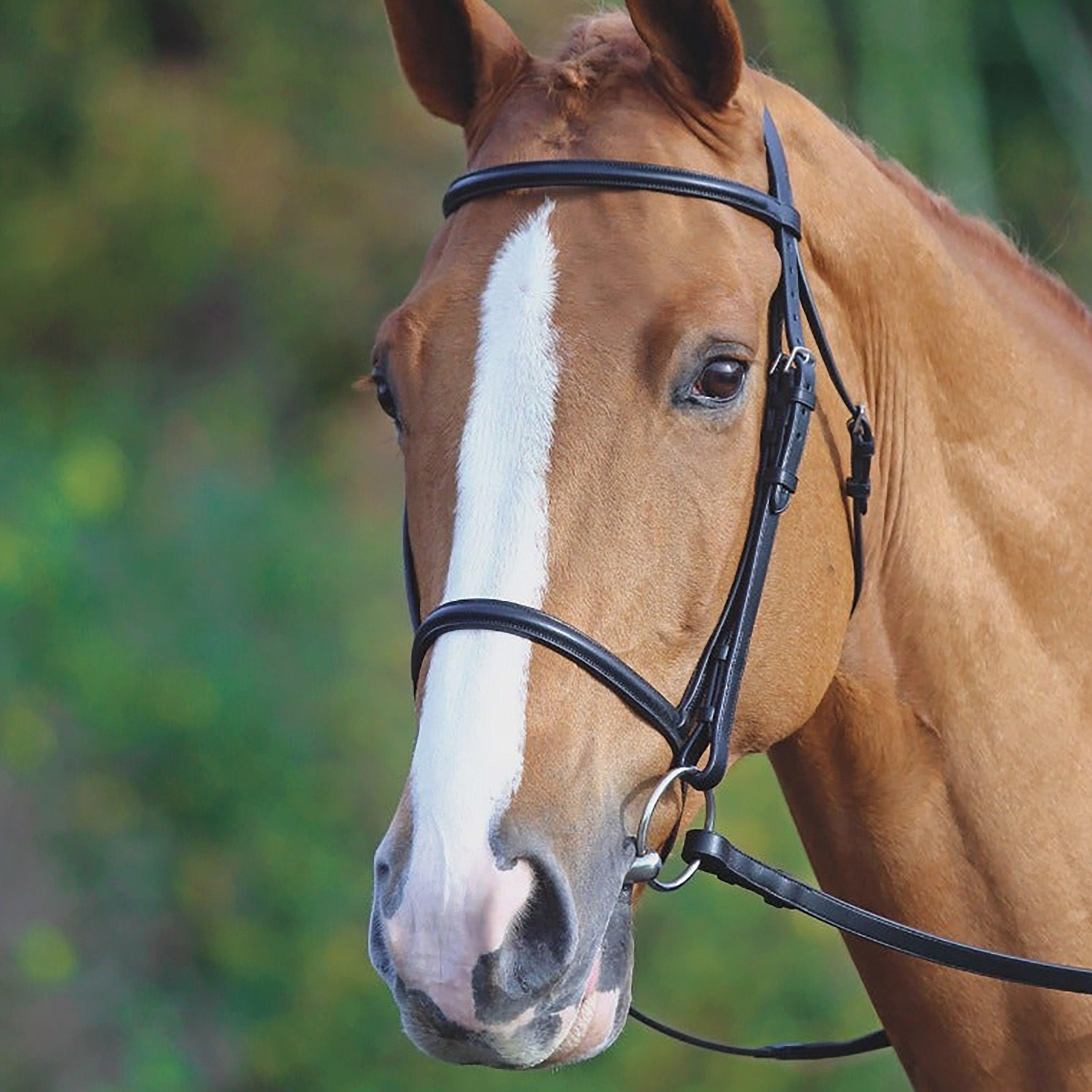 Image of Velociti Raised Cavesson Bridle, Black
