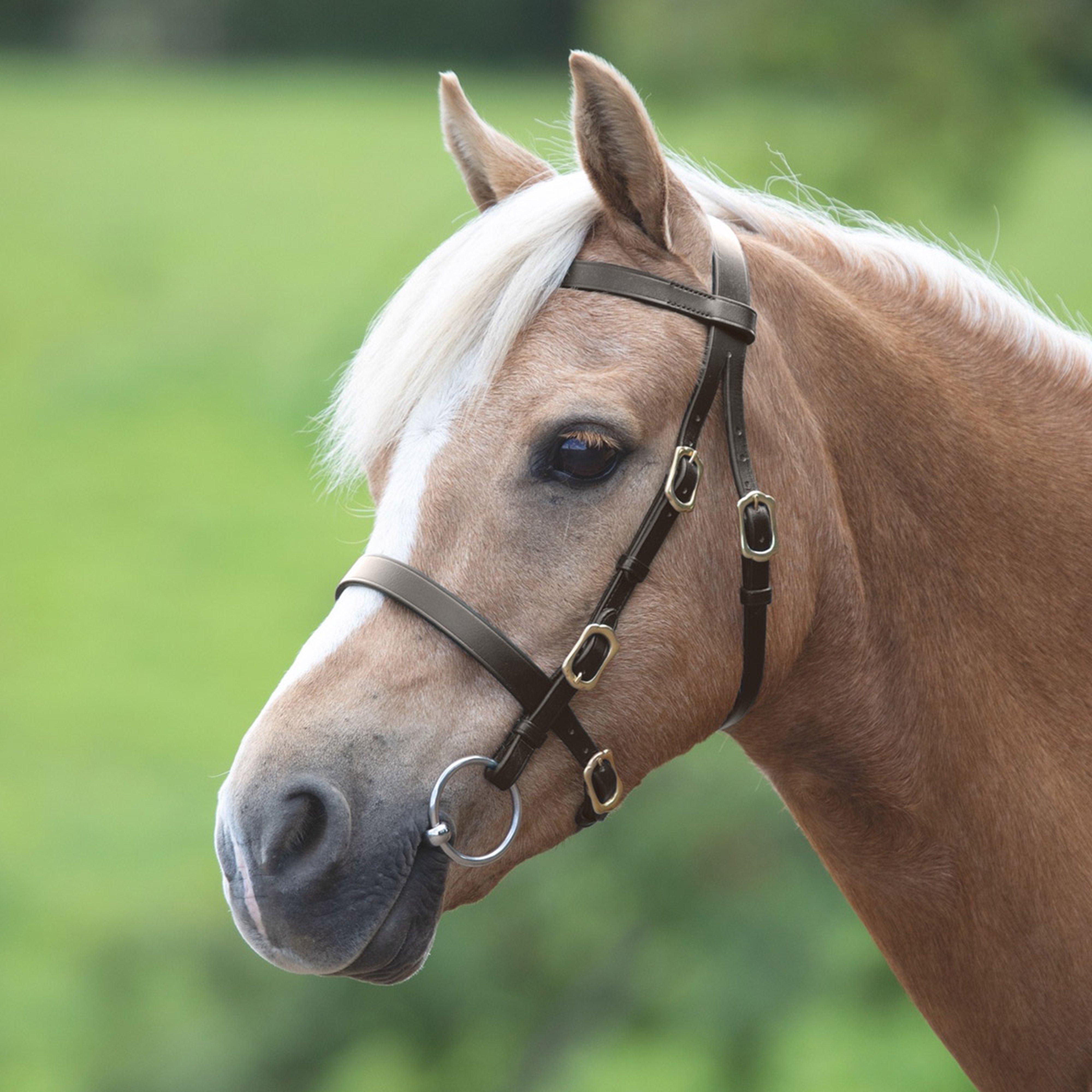 Image of Velociti Plain Inhand Bridle, Brown