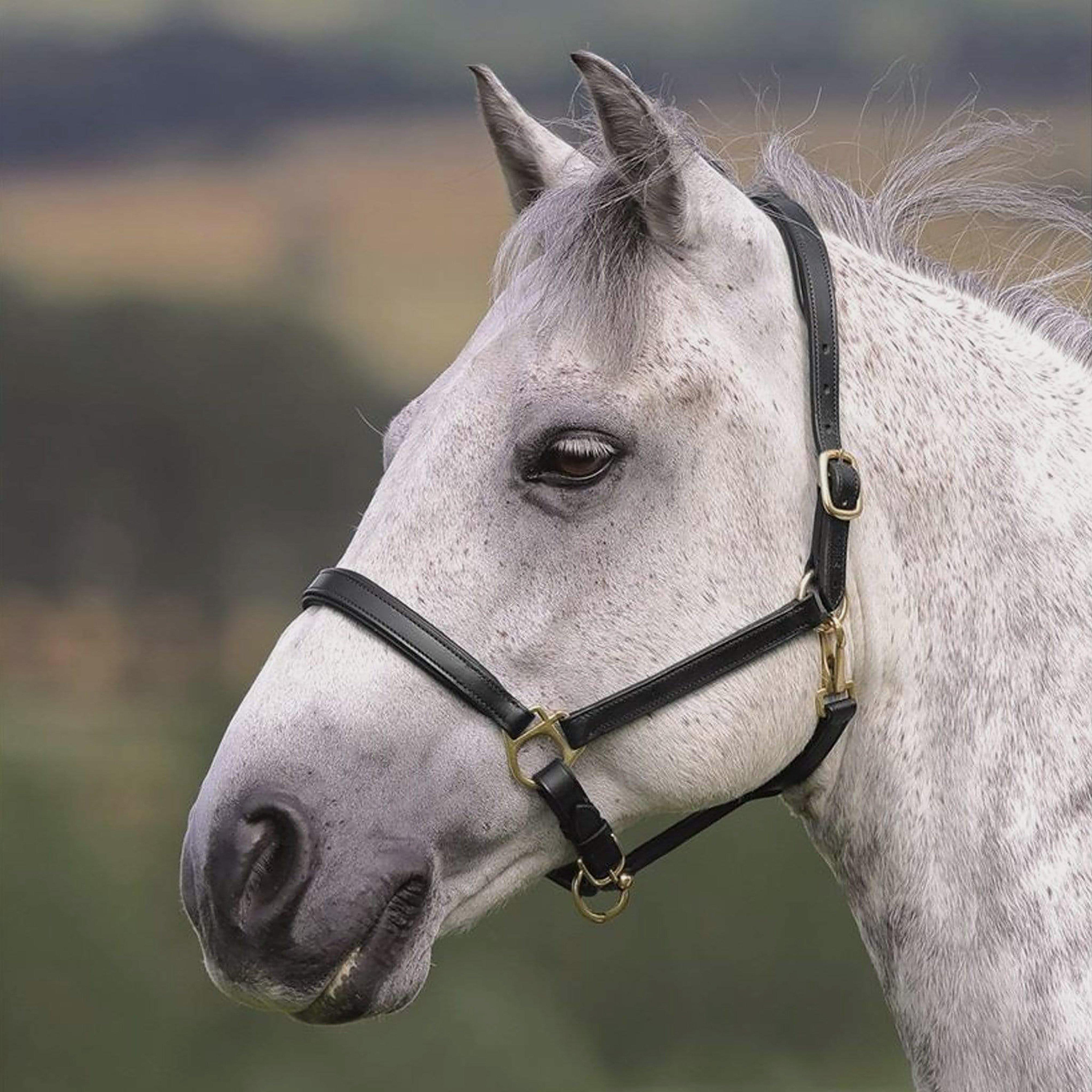 Image of Shires Ragley Leather Headcollar Black, Black