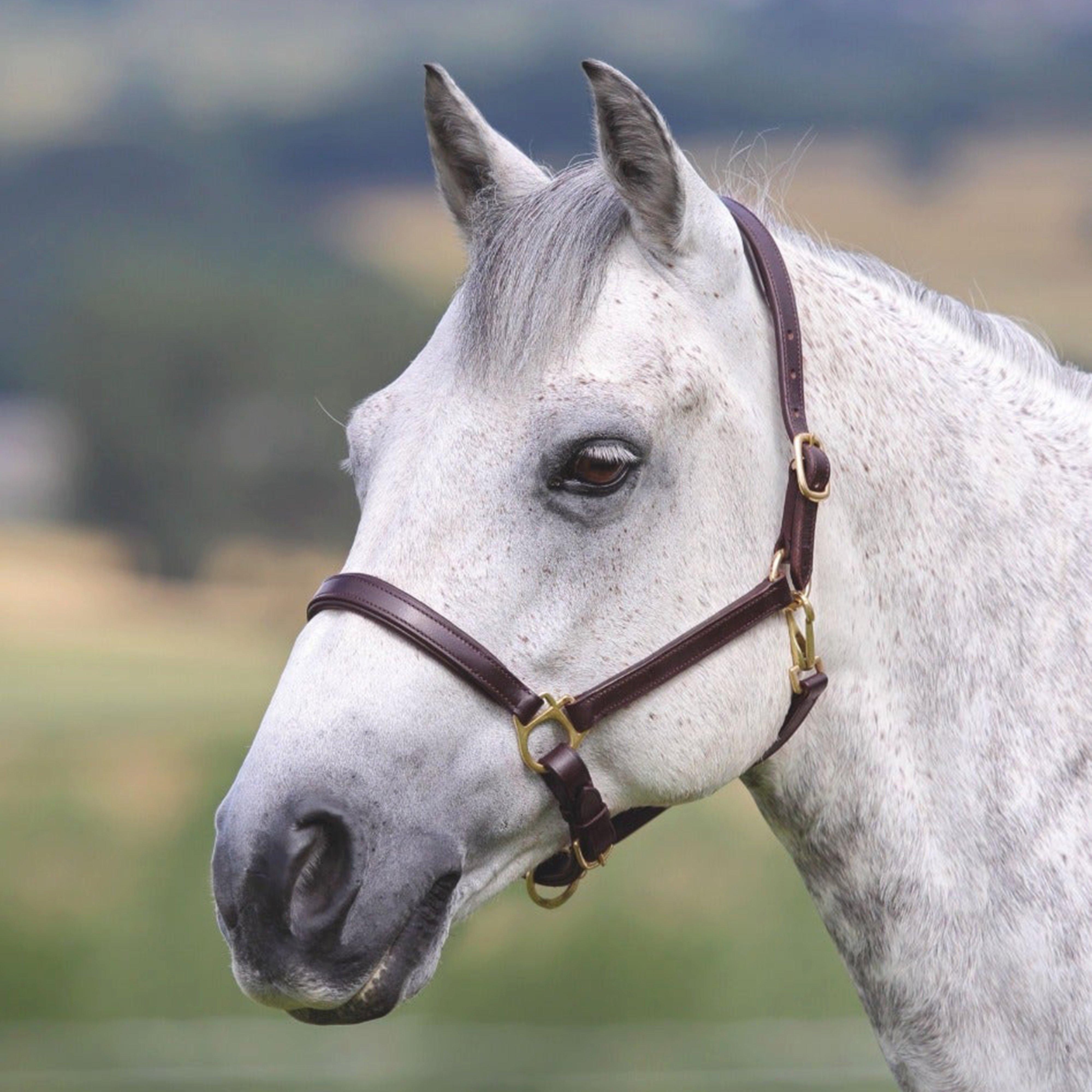 Image of Shires Ragley Leather Headcollar Brown, Brown